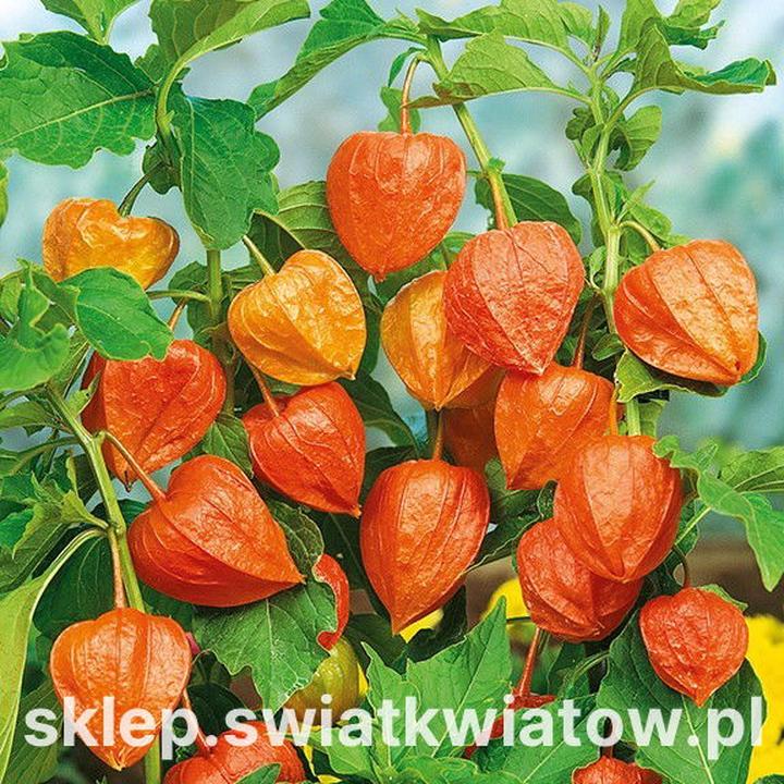 Podlewanie mchu dekoracyjnego