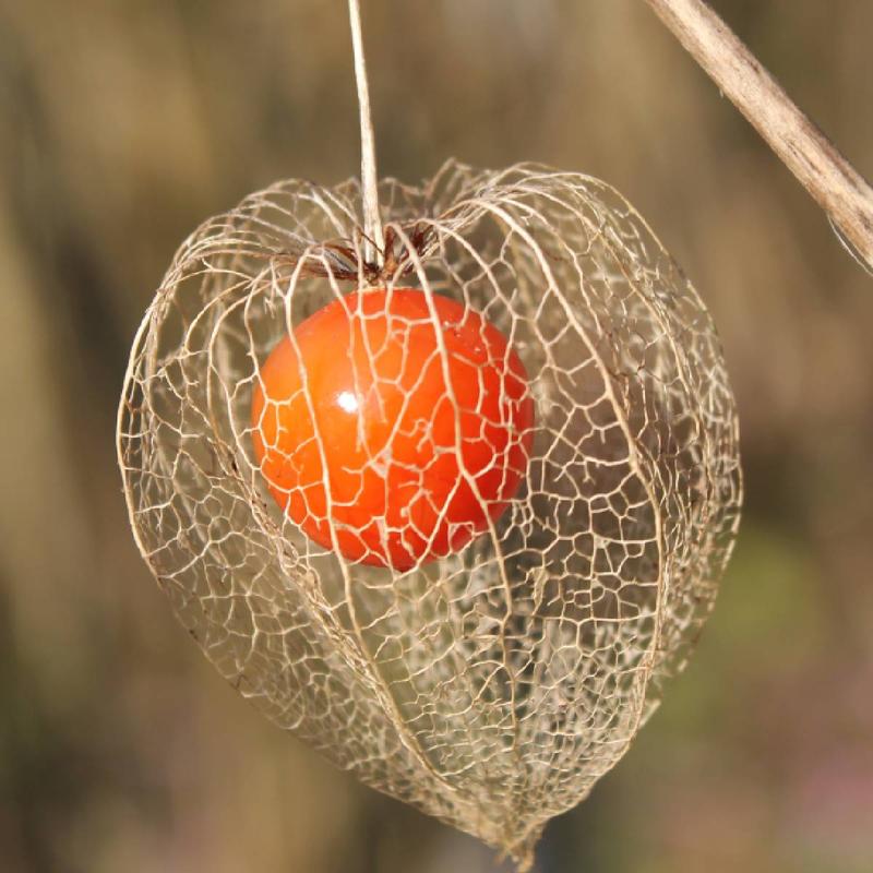 Warunki wzrostu mchu