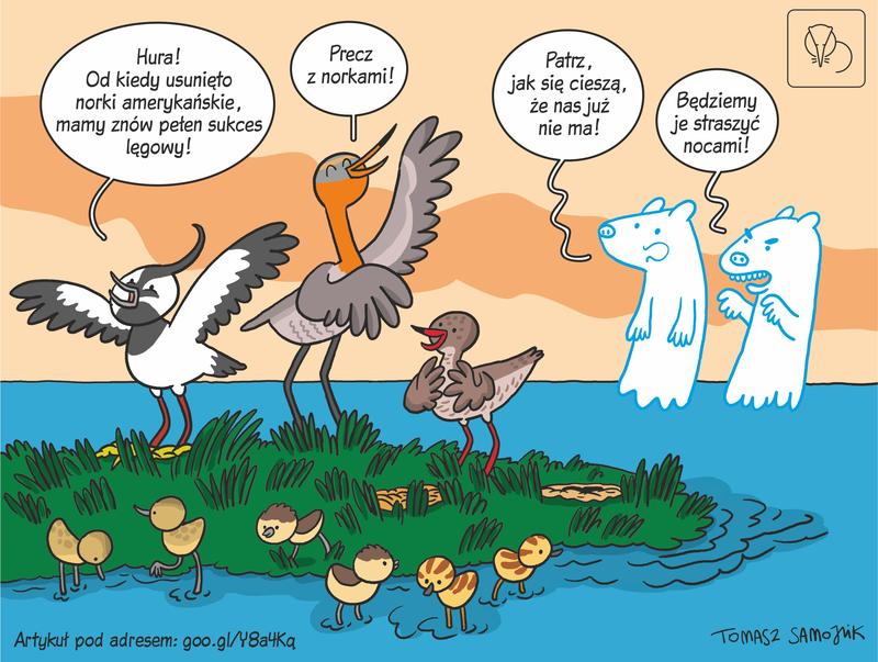 Bezpieczne i legalne sposoby na skuteczne usuwanie ptaków z poddasza