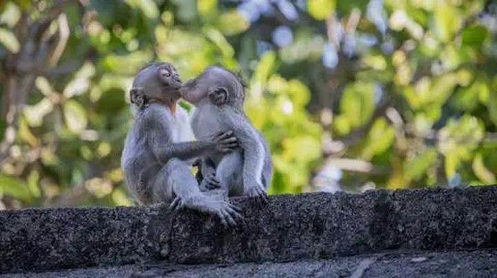 Fizyka lotu much i grawitacja