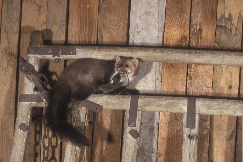 Naturalne repelenty na kuny