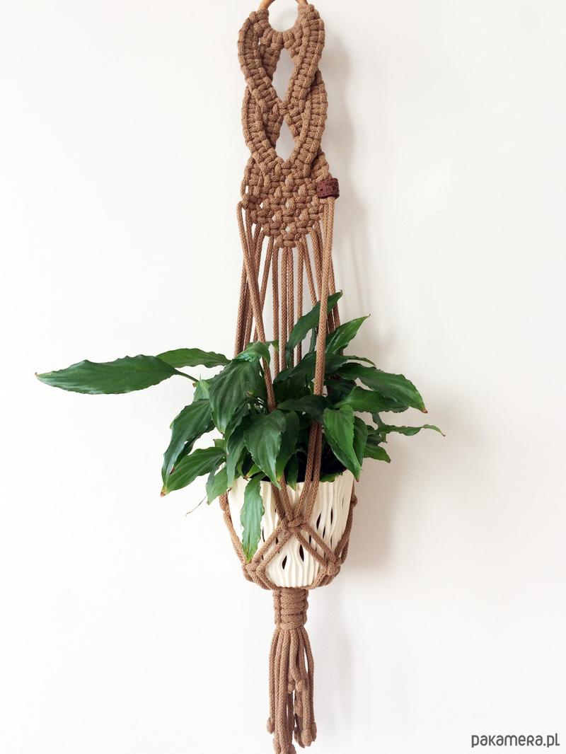 Rośliny doniczkowe w domu