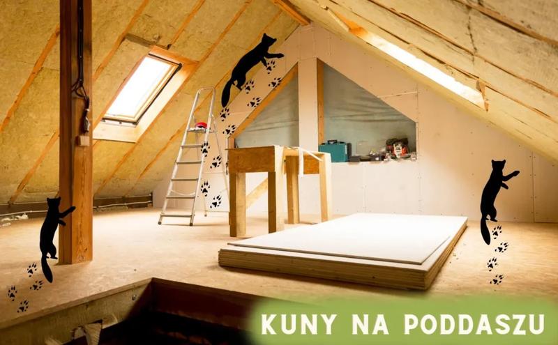 Skuteczne sposoby na kuny na poddaszu: 5 metod, które naprawdę działają