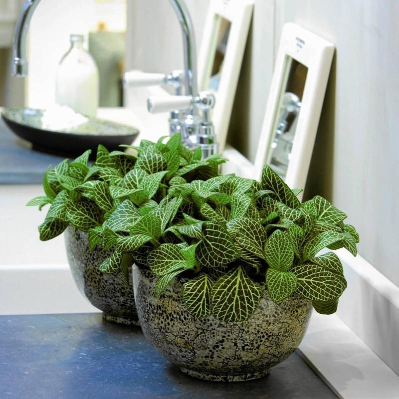 Rośliny do łazienki