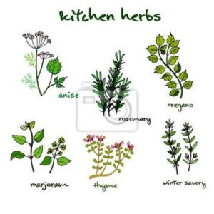 Zioła w kuchni – odkryj proste triki na ich udaną hodowlę