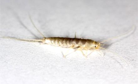 Zapobieganie infestacji insektów