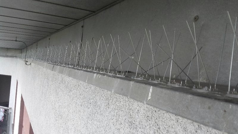 Skuteczne metody na odstraszenie jaskółek z okien i ochronę przed kłopotami